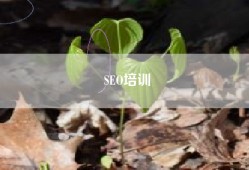 SEO培训