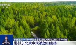 进村东北虎今天被放归山林 相关专家公布更多细节