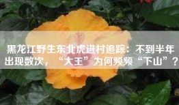 黑龙江野生东北虎进村追踪：不到半年出现数次，“大王”为何频频“下山”？