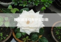 股权被冻结有什么影响