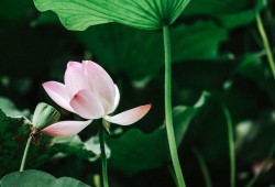 中远房地产行业 中远海控未来发展趋势