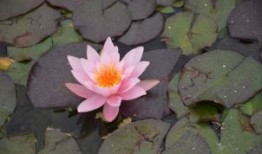 缺钱来找我兼职薪资日结