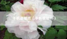 手机走壁纸（手机壁纸dio）