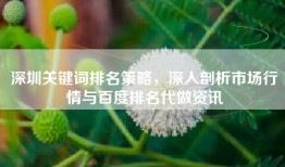 深圳关键词排名策略，深入剖析市场行情与百度排名代做资讯