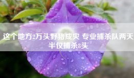 这个地方2万头野猪成灾 专业捕杀队两天半仅捕杀8头