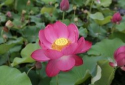 幼儿园家长会安全园长发言稿（实用五篇）