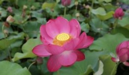 幼儿园家长会安全园长发言稿（实用五篇）