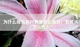 为什么现在农村野猪这么疯狂，农民该怎么办？