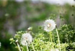又一航司巨头申请破产：此前已给上百名飞行员放假，还卖飞机“回血”