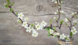 端午节是几月几日2024年 2024年6月10日端午节这天探病好吗