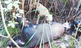 猎获有奖 受损有赔 修水县控野猪危害有“新招”