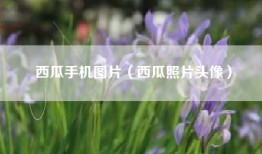 西瓜手机图片（西瓜照片头像）