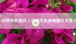 动物手机图片（动物手机屏保图片大全）