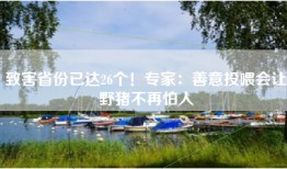 致害省份已达26个！专家：善意投喂会让野猪不再怕人