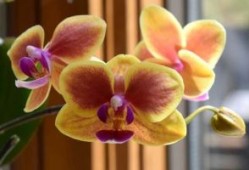 小学四年级春节作文400字范文