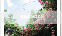 野猪很凶猛吗？