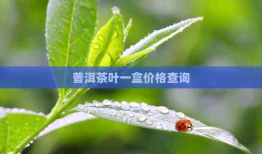 普洱茶叶一盒价格查询