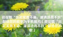 荷花情“出淤泥而不染，濯清涟而不妖”献给您的歌华为手机图片「荷花情“出淤泥而不染，濯清涟而不妖”献给您的歌」