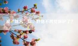 被“除名”后，野猪不再受保护了？