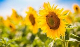 端午节客户节活动