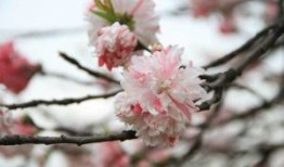 欢天喜地红红火，五代同堂实为奇是代表指什么生肖；解释释义词语落实