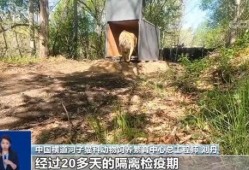 进村东北虎今天被放归山林 相关专家公布更多细节