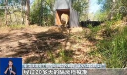 进村东北虎今天被放归山林 相关专家公布更多细节