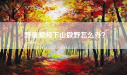 野猪频频下山撒野怎么办？