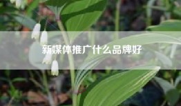 新媒体推广什么品牌好