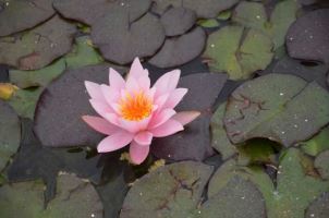 缺钱来找我兼职薪资日结