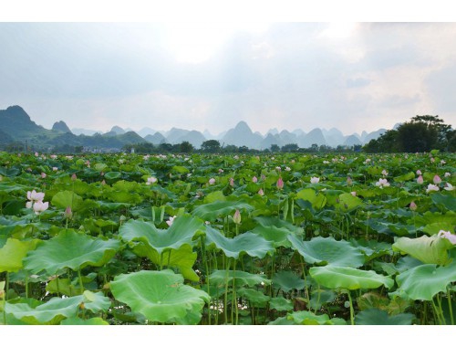 刀光剑影闪光光，不杀敌军心难安是什么生肖·最佳释义解释成语解答