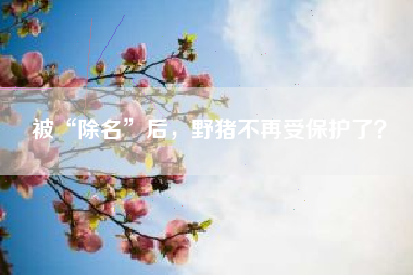 被“除名”后，野猪不再受保护了？