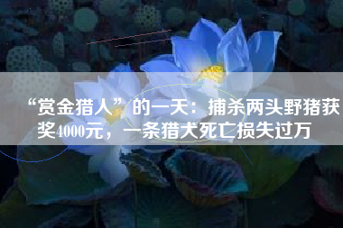 “赏金猎人”的一天：捕杀两头野猪获奖4000元，一条猎犬死亡损失过万