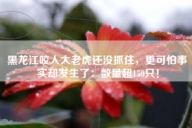 黑龙江咬人大老虎还没抓住，更可怕事实却发生了：数量超150只！