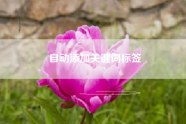自动添加关键词标签