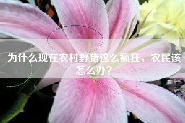 为什么现在农村野猪这么疯狂，农民该怎么办？