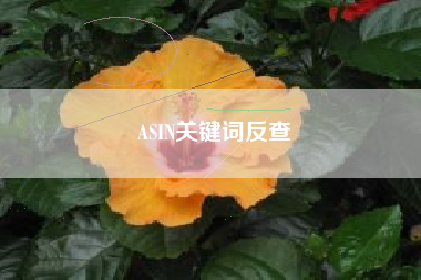 ASIN关键词反查
