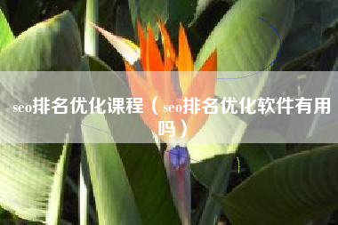 seo排名优化课程（seo排名优化软件有用吗）
