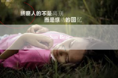 Sun Bear