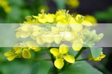 windows平板