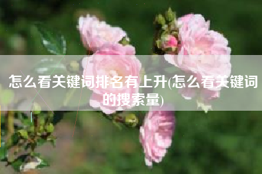 怎么看关键词排名有上升(怎么看关键词的搜索量)