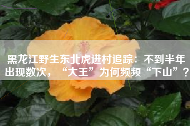 黑龙江野生东北虎进村追踪：不到半年出现数次，“大王”为何频频“下山”？