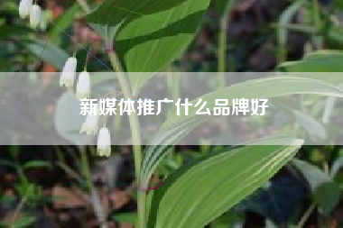 新媒体推广什么品牌好