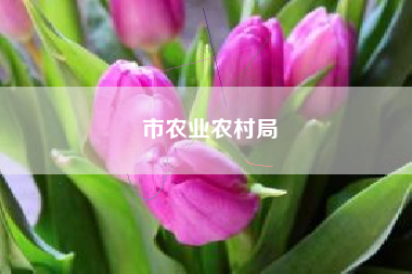 市农业农村局