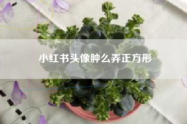 小红书头像肿么弄正方形