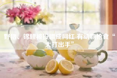 野猪、锦鲤被投喂成网红 有动物抢食“大打出手”