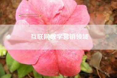互联网数字营销领域