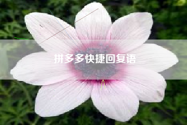 拼多多快捷回复语