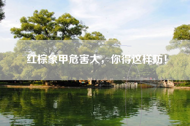 红棕象甲危害大，你得这样防！