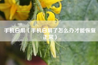 手机白屏（手机白屏了怎么办才能恢复正常）
